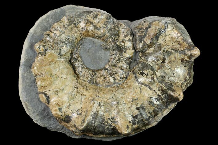 Rare, Horned Ammonite (Prioncyclus) Fossil in Rock - Kansas #131349